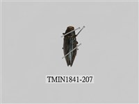 藏品(菲律賓產昆蟲)的圖片